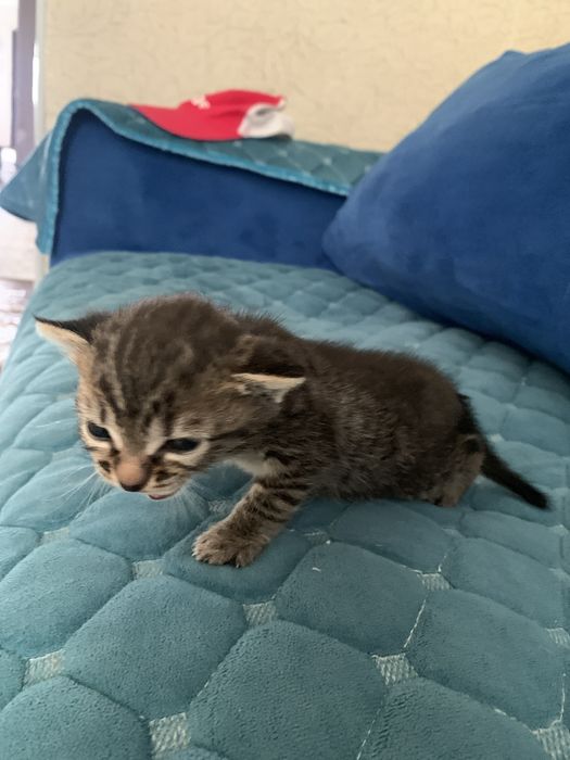 Отдам котят даром в добрые руки