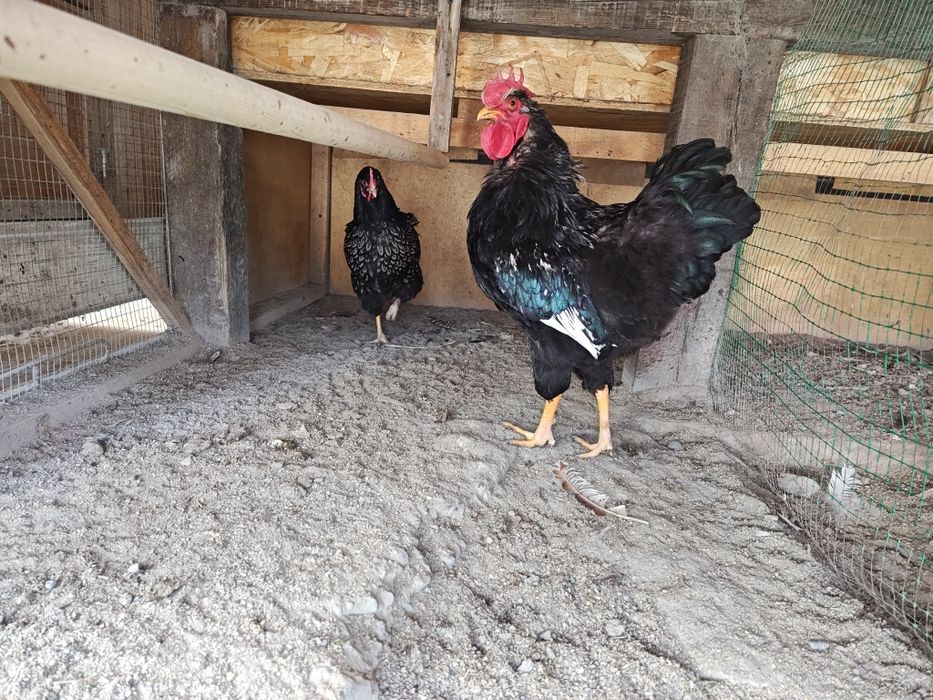 Барневельдер серебристый 1+1 сотилади.