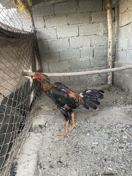 Dakang xuroz sotiladi