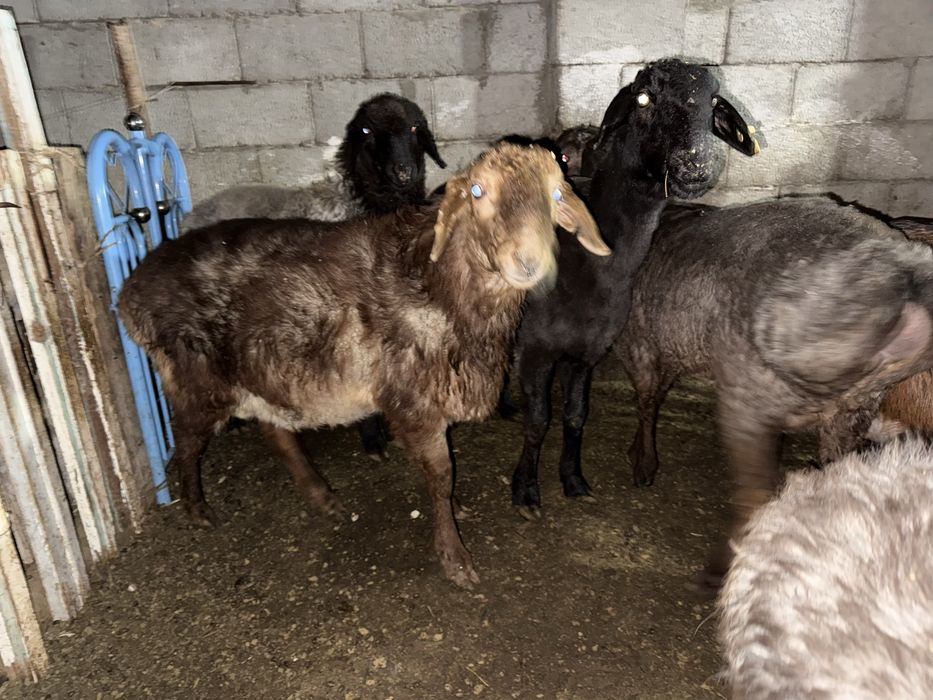 Кошкар токтылар койлар