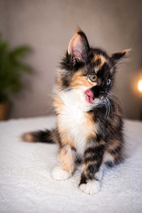 Maine Coon Felisa Lynx Rune Code Pui Maine Coon femelă – Capodoperă Genetică, pedigree(Desen Caramel Rarist) |