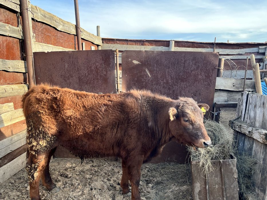 Бычок 1год и 1 месяц