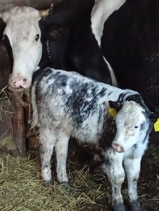 Vând viței de carne