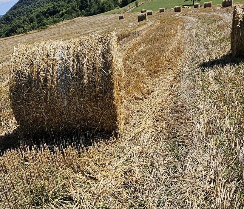 Vand baloți rotunzi din paie