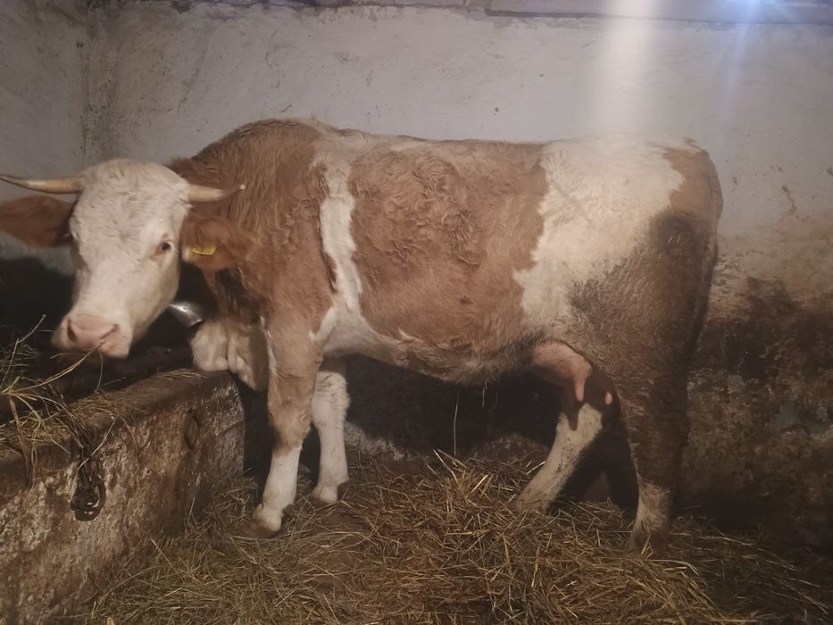 Vând vaca de 3 ani recent fătată cu 26 de litri de lapte la zi