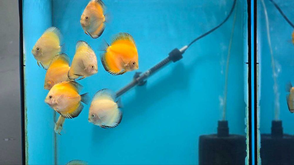 Аквариумные рыбки дискус