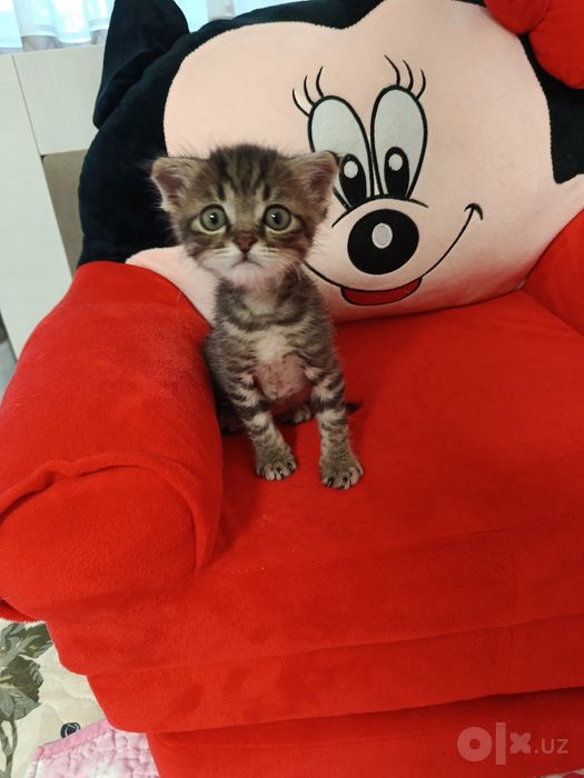 Отдается в добрые руки котенок.