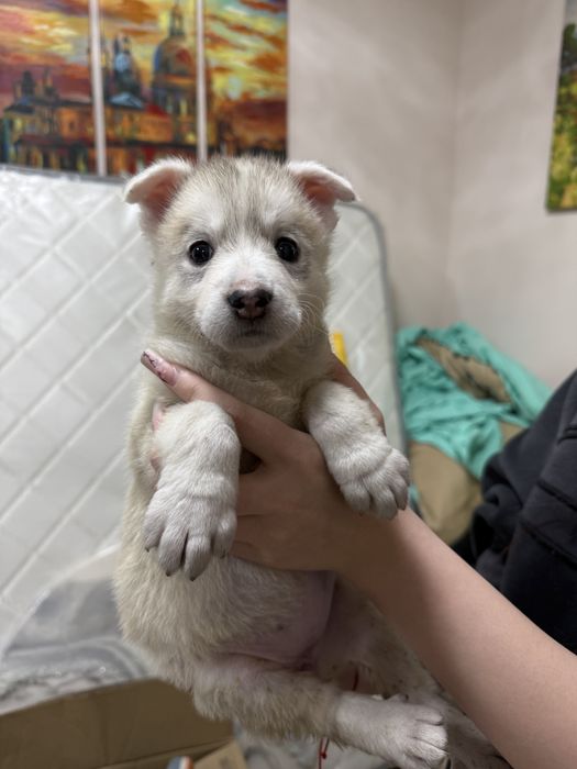 Щенки помесь хаски.