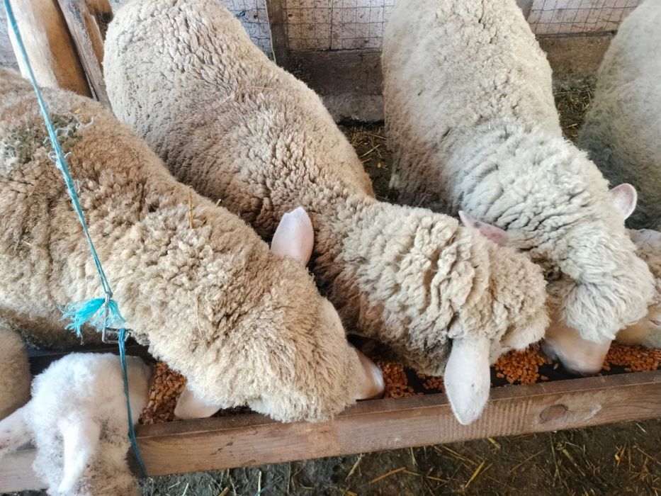 Vand Oi Merinos cu miei