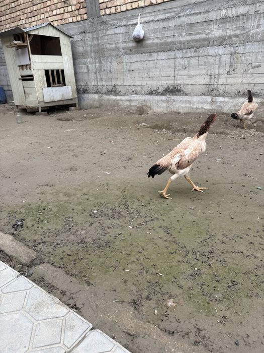 Сотилади!  мокиен  шамо  корея