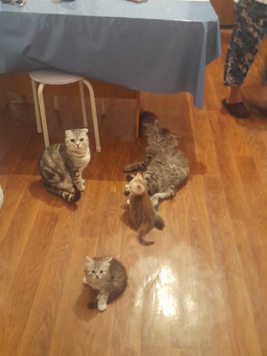 Кошка с котятами — цена символическая