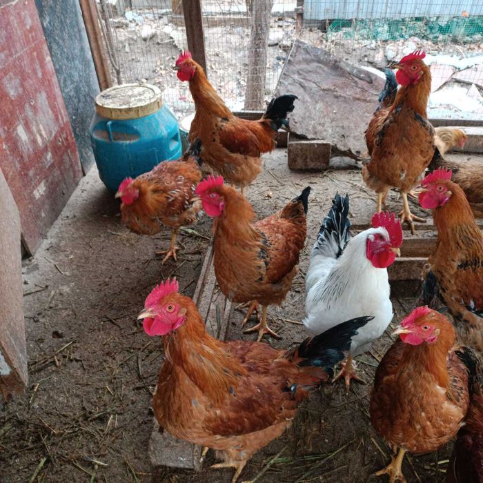 Продам Кучинских петухов