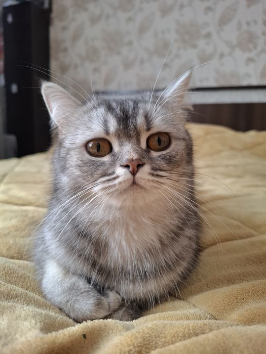 Отдам кошку в добрые руки