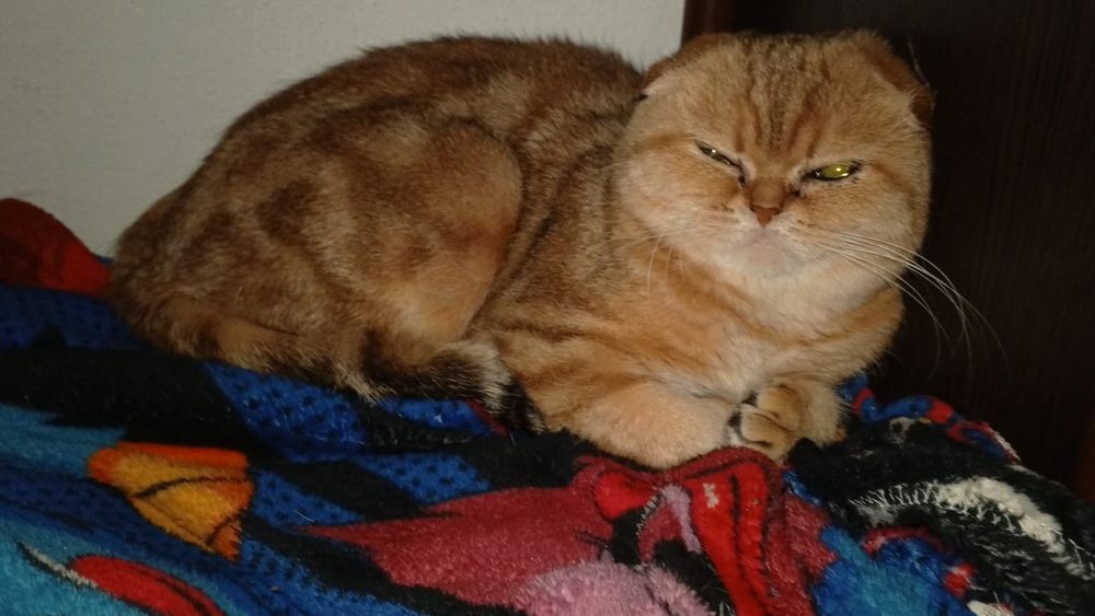 кошечка вислаушка