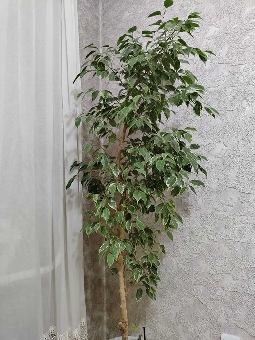 Фикус Бенджамина