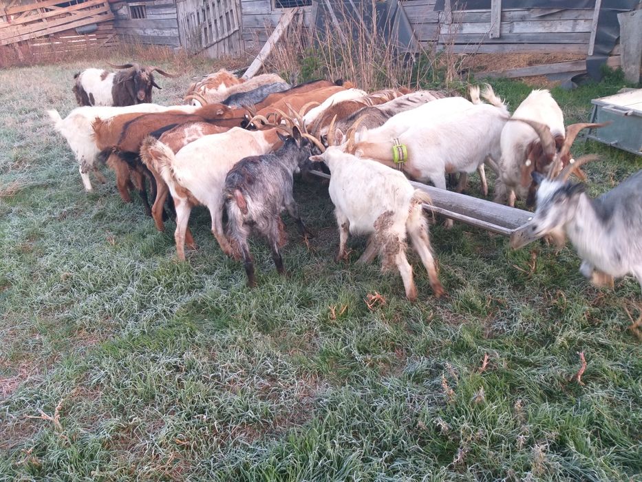 Carne de ied promoție 2026