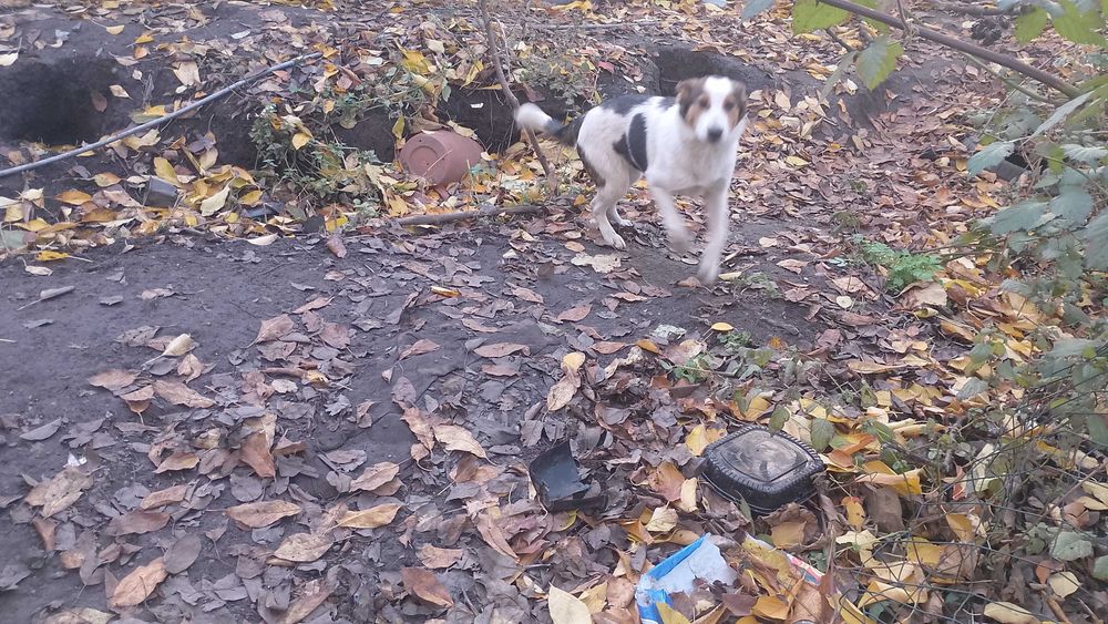 Женско куче подарявам