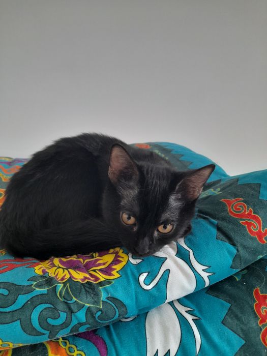 Котята в добрын руки