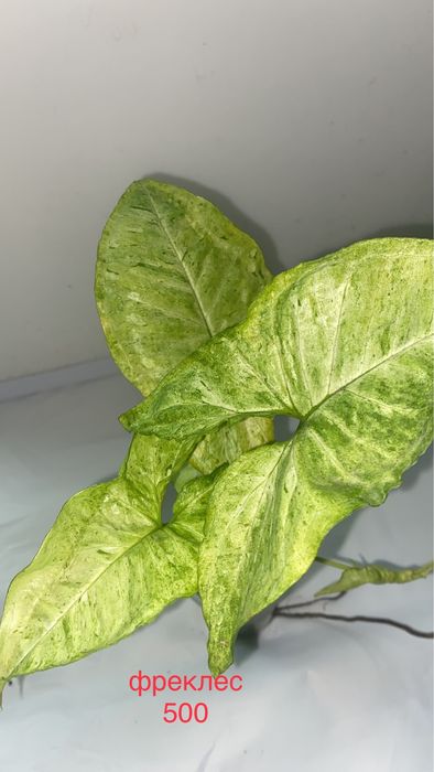 сингониумы