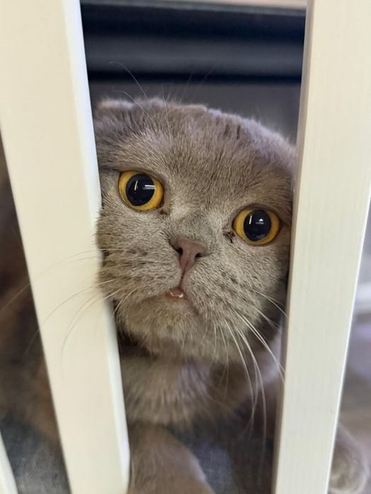 Породистый шотландская кошка