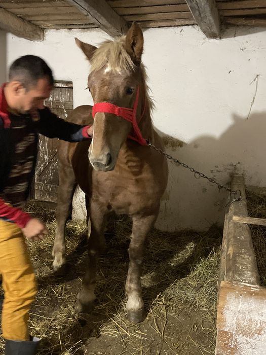 Mânza de vanzare de 7 luni