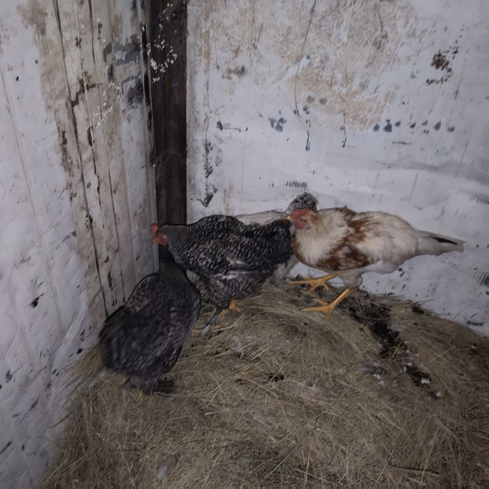 Продается 4 курицы разной породы