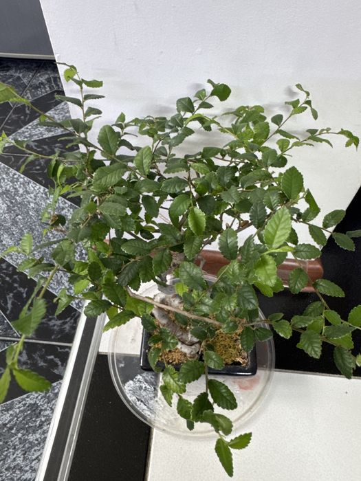 Продам бонсай китайский вяз!