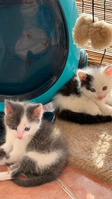 Отдам котят в добрые руки