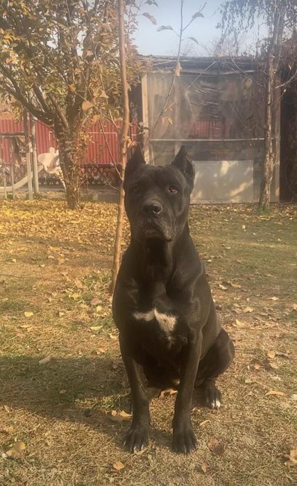 Груминг собак и кошек