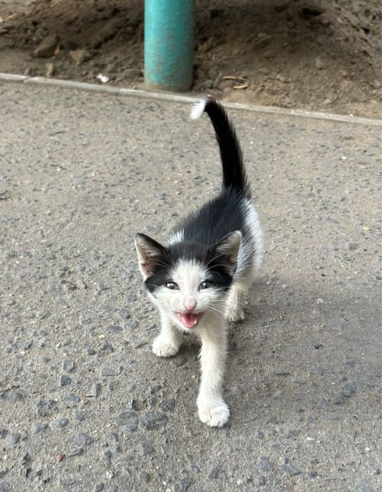 Котенок ищет дом