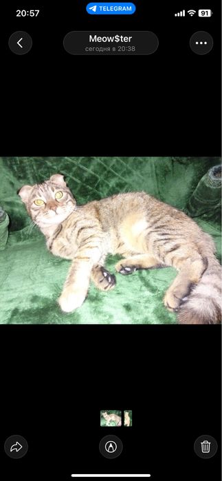 Koshki skotish fold metis 8 mesecev