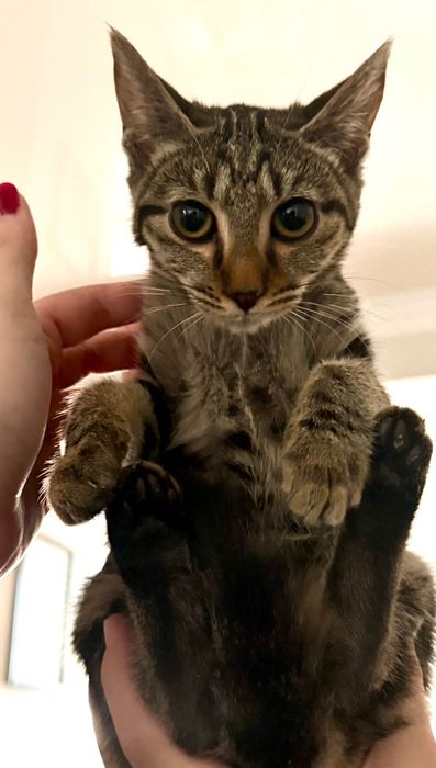 Котенок,девочка,ОЧЕНЬ СРОЧНО ИЩЕТ ДОМ!