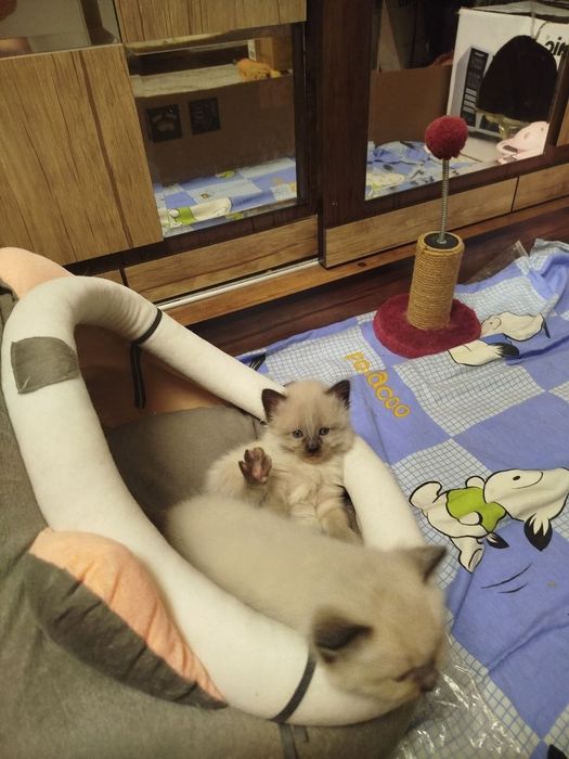 Продаются сиамские котята
