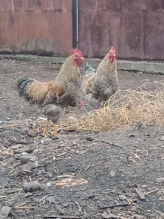 Билефельдер Петушки.