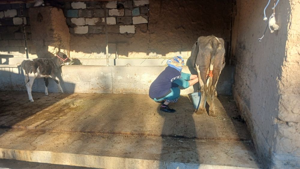 Бұзаулы сиыр сатылады түркістан қаласы