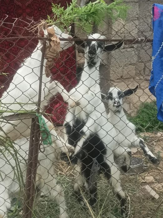 Продаются козлята
