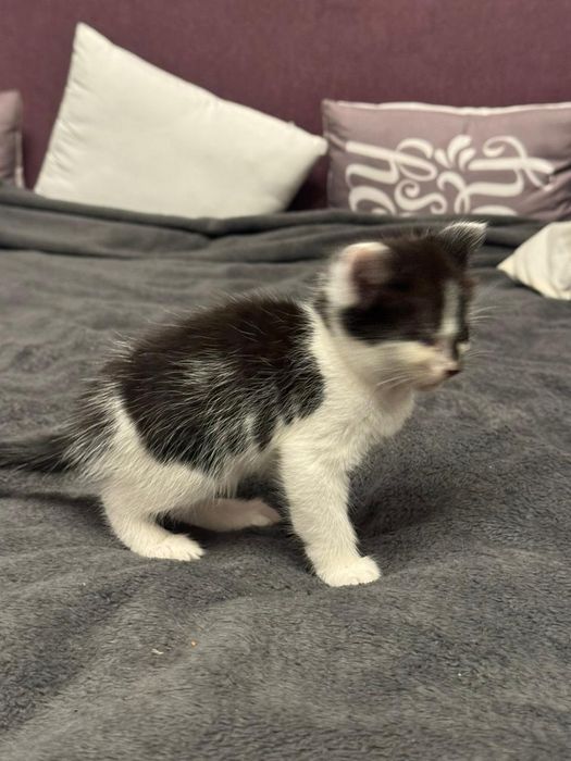 Отдам в добрые руки котенка