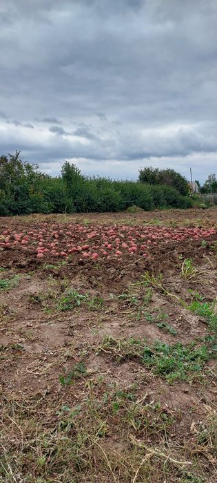 Домашний картофель