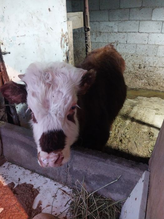 Продам бычка для откорма