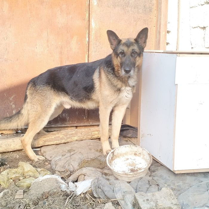 Восточный европейский овчарка