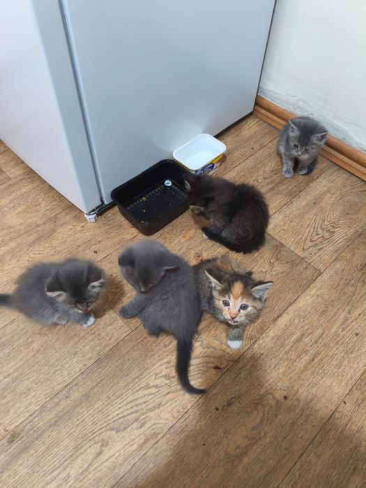 котята,бесплатно