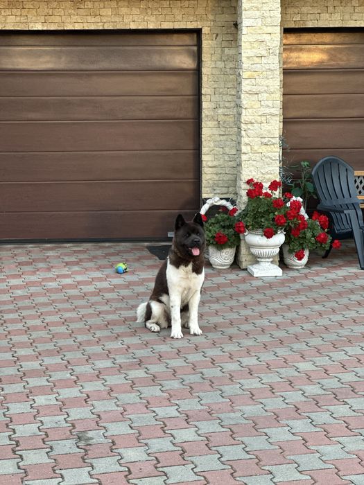 Akita Inu American