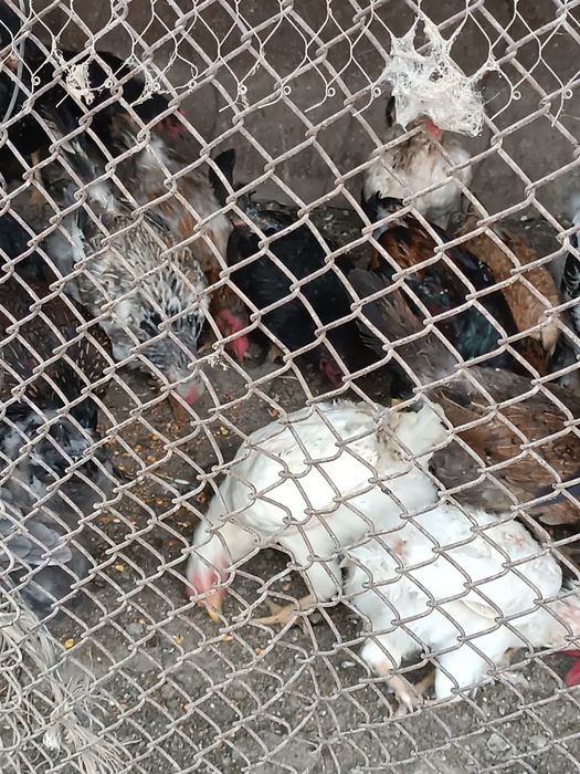 Uy parandalar sotladi