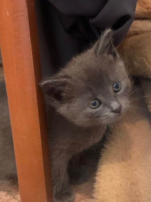 Подарю котят ,кошечку!