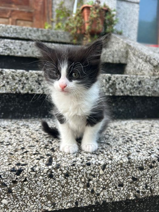 Подаряване на малки котенца