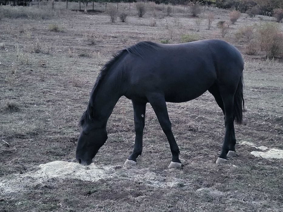 Vand manza de 2 ani