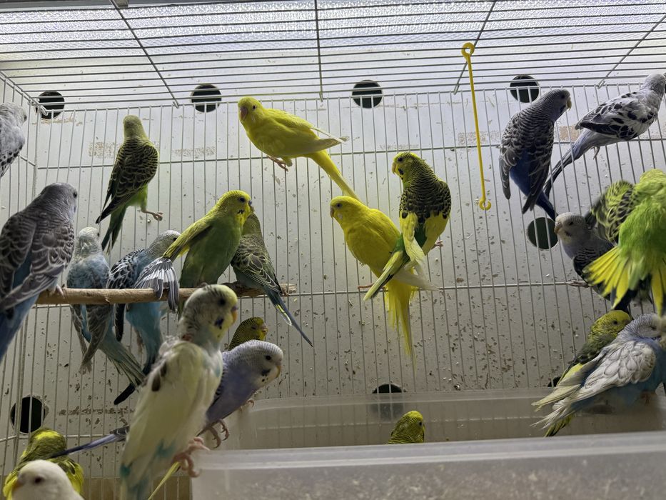 Продажа попугай волнистые ( Оптим и разницу)