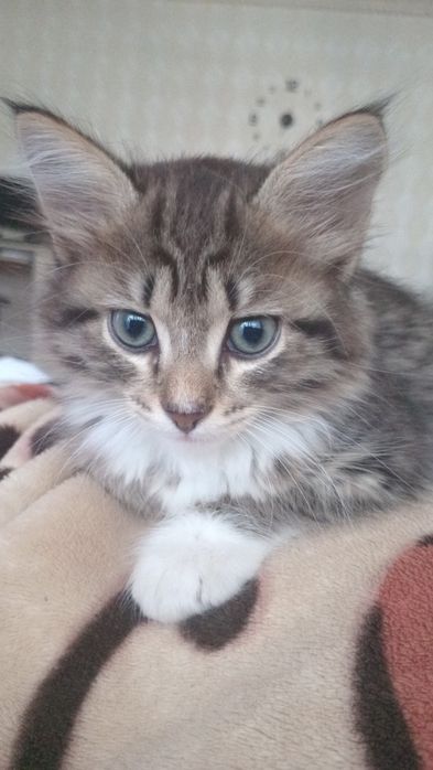 Отдам даром котенка