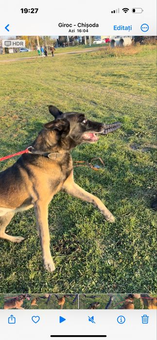 Vand mascul malinois,5 ani,dresat pentru paza