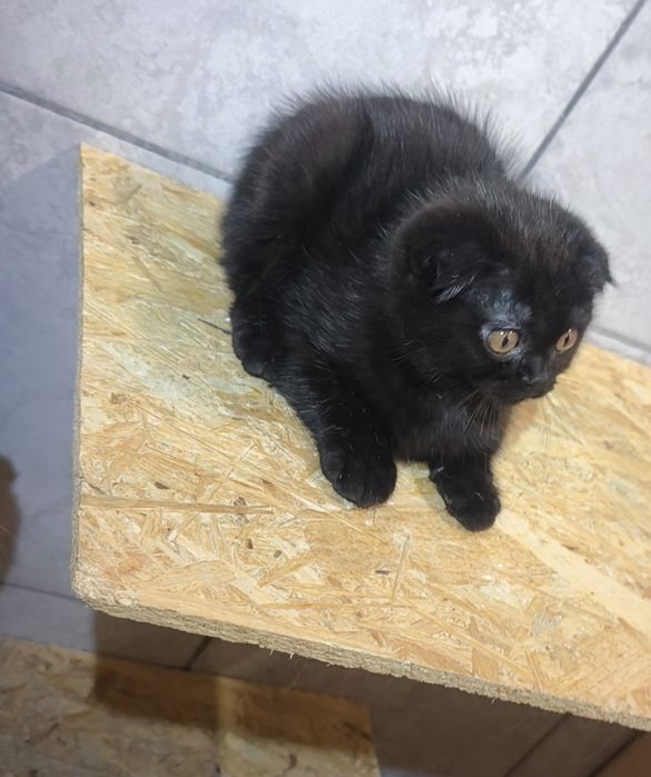 Scottish fold black de la crescător Felisa
